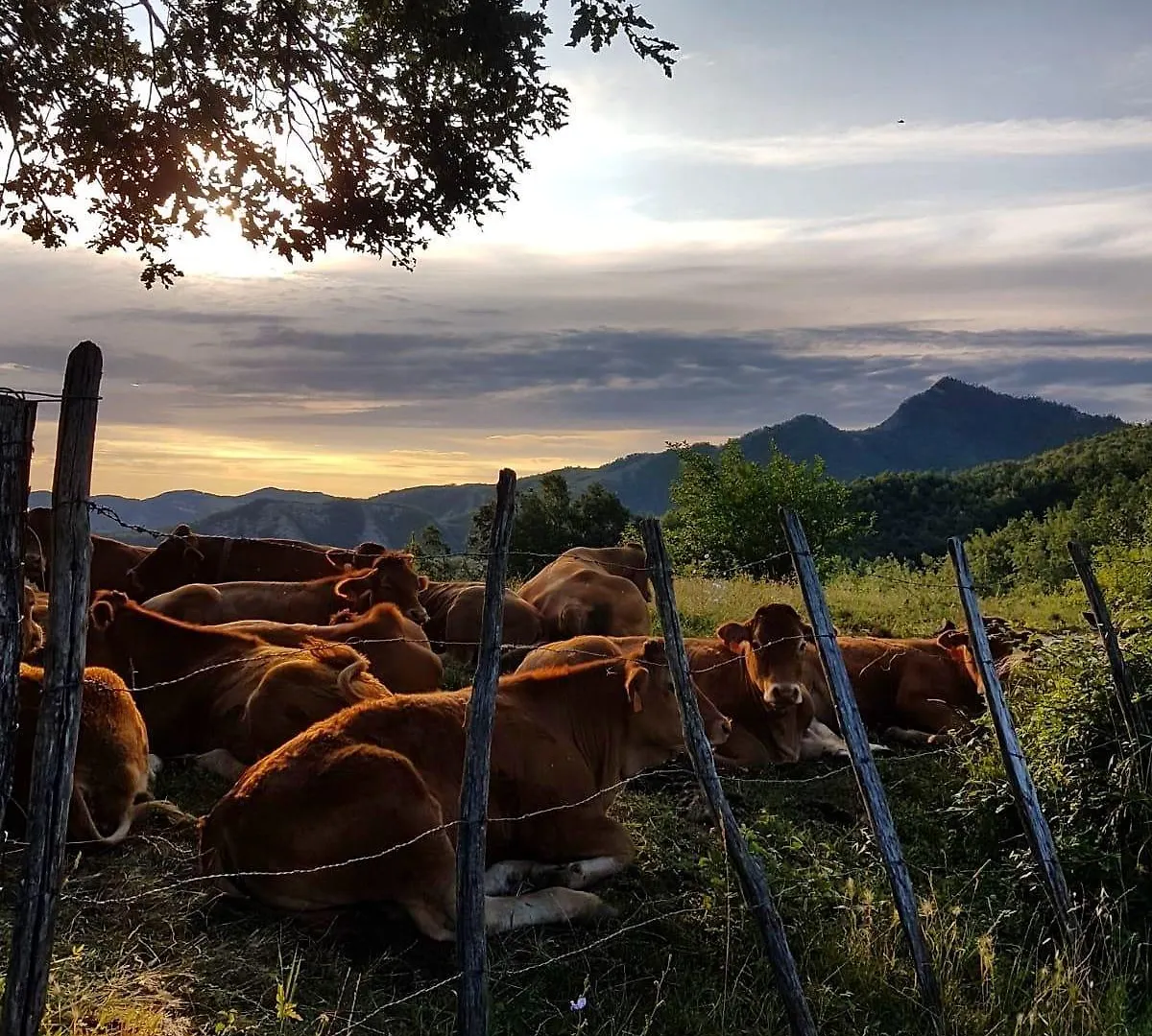 Gospodarstwo agroturystyczne Agriturismo Il Falco Del Monte Fumaiolo Alfero